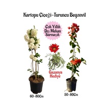 Kartopu Çiçeği 1 Adet +turuncu Begonvil 1 Adet+kırmızı Gazanya Hediye Saksılı Bahçe Seti