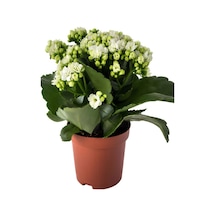 Videolu Beyaz Kalanşo Çiçeği 1 Adet Saksılı 10-20cm Iç Mekan Salon Ev Bitkisi White Kalanchoe