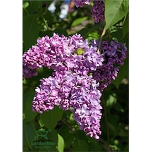 Mis Kokulu Leylak Çiçeği 1 Adet Saksılı/tüplü 40-60cm Dış Mekan Bitkisi Syringa