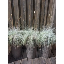 Favori Ürün Bahçe Dekoratifi Mavi Çim 10 30 Cm 3 Adet Saksılı Dış Mekan Bitkisi Blue Fescue