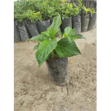 Ortanca Fidanı 10- 20 Cm