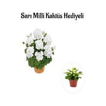 Hediyelik Beyaz Sardunya Çiçeği Sevgililer Gününe Özel Sarı Milli Kaktüs Hediyeli