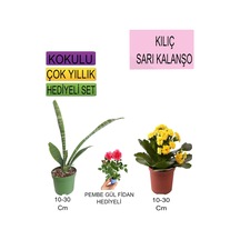 3'lü Set Tek Dikim Kılıç+sarı Kalanşo+hediyelik Pembe Gül Fidanı