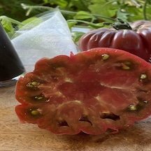 Mor Calabash Domates Tohumu 15 Tohum 1 Paket