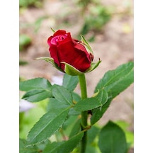 Videolu 1 Adet Renkli Anneler Günü Için Hediyelik Gül Çiçekli Bodur Bitkiler Flower