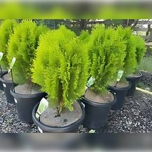 Doğu Mazı Çamı 150 Cm Boyunda