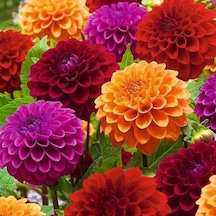Mixed Dahlia İri Karışık Yıldız Çiçeği Yumrusu 5 Adet