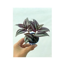 Çizgili Bordo Telgraf Çiçeği Fidanı 10-20 Cm
