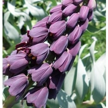 10 Adet Mor Renk Ters Lale Tohumu Ağlayan Gelin Çiçeği N117860