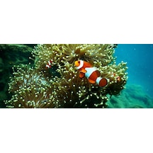 Kanki Pet 155 cm KP1556515 Akvaryum Arka Fon Yapıştırma 155x65 cm