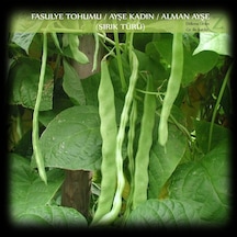 Ayşe Kadın Fasülye Tohumu 250GR 650+Adt Alman Ayşe Sırık Fasulye