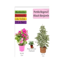 Beyaz Alacalı Benjamin Bitkisi+ Ağaç Menekşesi Duranta + Tül Çiçeği Hediyeli