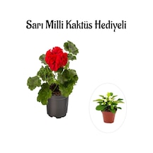 Hediyelik Kırmızı Sardunya Çiçeği Sevgililer Gününe Özel Sarı Milli Kaktüs Hediyeli