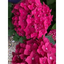 Videolu Fuşya Renkli 1 Adet Ortanca Fidanı 30-55 Cm Saksılı Hydrangea