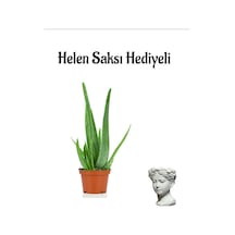 Dolgun Formlu Aleo Vera Bitkisi Sevgililer Gününe Özel Helen Saksı Hediyeli