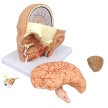 Baş Anatomik Modeli, Gerçek Boyut, 4 Parçalı - Baş Maketi 01