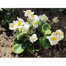 Çok Avantajlı Beyaz Begonya Çiçeği 30 Cm Saksılı