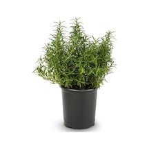 Saksıda Biberiye Fidanı 20-30 cm