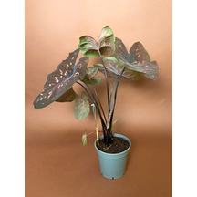 Caladium Caladium Bicolor 63 Cm Bordo Yapraklı Form
