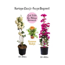 Kartopu Çiçeği 1 Adet +fuşya Begonvil 1 Adet+ Sarı Gazanya Hediyeli Saksılı Bahçe Seti