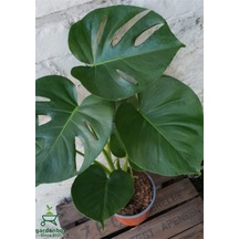 Canlı Yapraklı Deve Tabanı Çiçeği Monstera Deliciosa 30-60cm