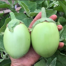 Apple Green Etli Patlıcan Tohumu 15 Tohum