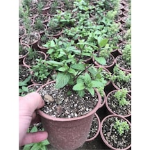 Saksılı Nane Fidanı Fidesi 1 Adet 10-20 Cm Mentha