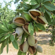 Ferraduel Badem Fidanı ( Açık Köklü -Aşılı - 2 Yaş - 100 CM)