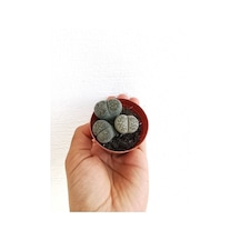 Lithops Taş Kaktüs