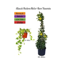 Sarı Alacalı Duvar Sarmaşığı+sarı Yasemin Çiçeği 2'li Bahçe Peyzaj Seti