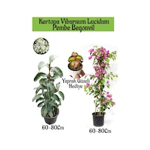 Favori Ürün Kartopu Viburnum 1 Adet+pembe Begonvil 1 Adet+yaprak Güzeli Hediye Bahçe Bitkisi