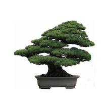 Sarıçam Bonzai Ağacı Tohumu 5 Tohum + Bonsai Tohumu