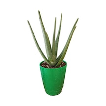 Aloevera Bitkisi 20-30 Cm Doğal Krem Şifalı Bitki Sarısabır