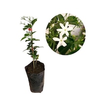 Mis Kokulu Ful Yasemin Çiçeği 1 Adet Saksılı 30-60cm Bahçe Çiçeği