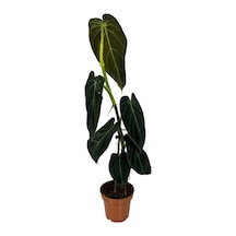 Philodendron Melanochrysum 3371