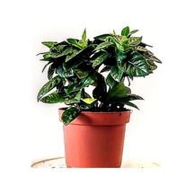 Videolu Gardenya Çiçeği Temizlik Simgesi 20 50 Cm 1 Adet Saksılı Iç Mekan Bitkisi Gardenia