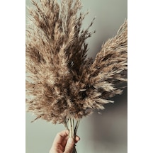 Gerçek Kuru Çiçek Pampas 7li Paket Doğal