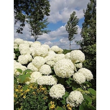 Videolu 1 Adet Bembeyaz Ortanca Çiçeği Fidanı 35-60 Cm Saksılı Çiçekli Bodur Bitkiler Hydrangea