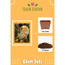 Kokulu Sarı Hollanda Gül Tohumu Ekim Seti