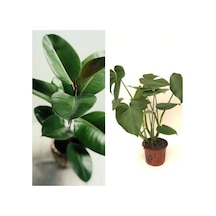 Deve Tabanı 60-65 Cm Kauçuk 60-70 Cm 2'li Set Salon Ofis Bitkileri