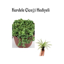 Öğretmenler Gününe Özel Tespih-boncuk Çiçeği Bitkisi Kurdele Çiçeği Hediyeli