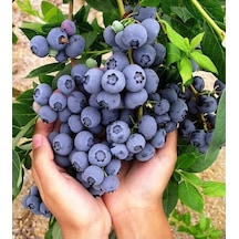 Tüplü Yaban Mersini Blue Berry Fidanı