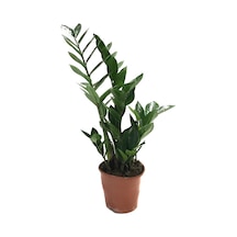 Zamia Zamioculcas (Zeze Çiçeği) Ø14 CM Y40-45 CM
