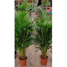 4 Yaş Areca Palmiyesi-dypsis Lutescens 160-180 Cm
