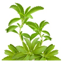 Şeker Otu - Stevia - Tohumu Tropikal Sebze Tohumları 10 Adet Tohum