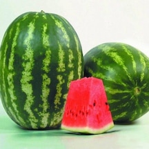 Karpuz Tohumu Crimson Sweet Karpuz Tohumu 15 Tohum + Tohum