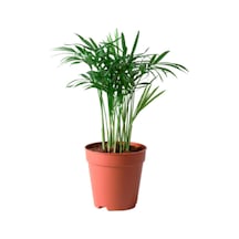 Chamaedorea Elegans Dağ Palmiyesi