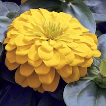 Dahlia Çiçekli Sarı Zinya Çiçeği Tohumu 40 Tohum