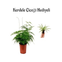 Tül Kuşkonmaz Bitkisi Anneler Gününe Özel Hediyelik Kurdele Çiçeği Hediyeli