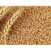 Buğday Yem 1 Kg Doğal Buğday Tane Buğday Güvercin Yemi Tavuk  Yem